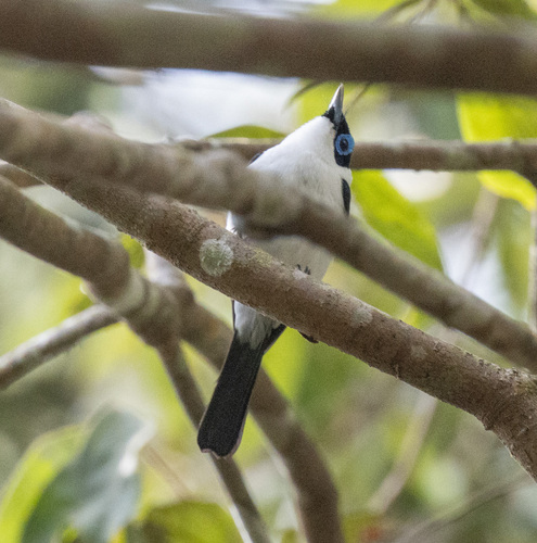 Frilled Monarch (Arses telescopthalmus)