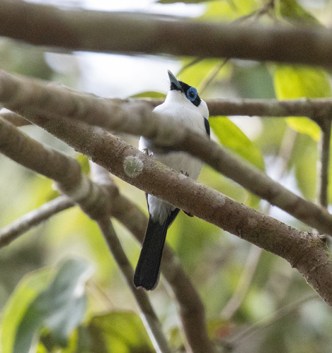 Frilled Monarch (Arses telescopthalmus), photo 2