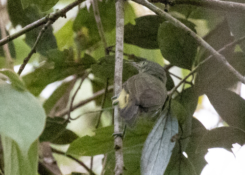 Green-backed Honeyeater (Glycichaera fallax), photo 7