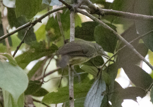 Green-backed Honeyeater (Glycichaera fallax), photo 2