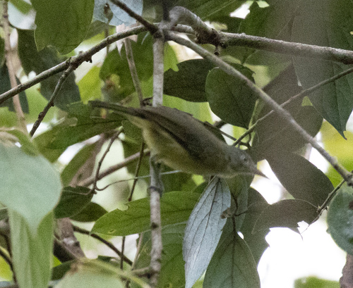 Green-backed Honeyeater (Glycichaera fallax)