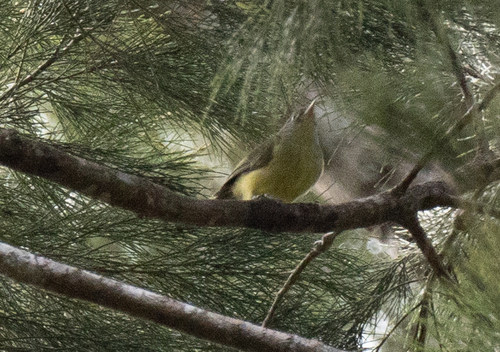 Green-backed Honeyeater (Glycichaera fallax), photo 8