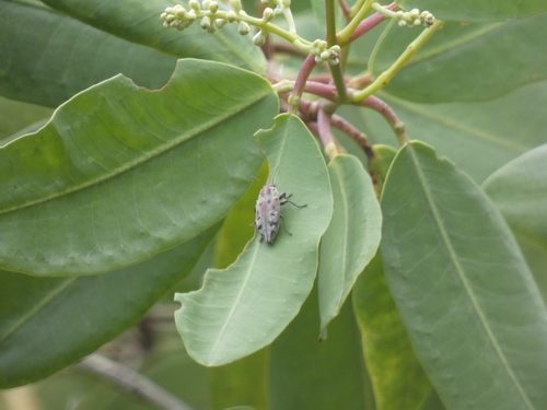Buprestidae image