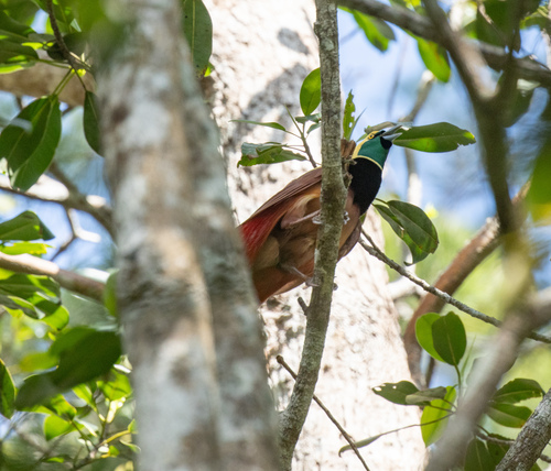 Raggiana Bird-of-paradise (Paradisaea raggiana), photo 1