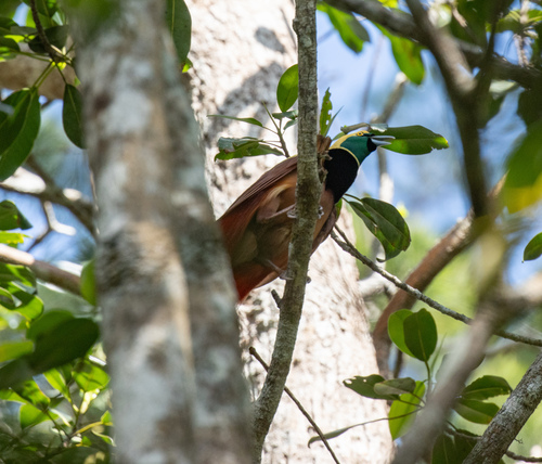 Raggiana Bird-of-paradise (Paradisaea raggiana), photo 2