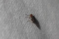 Acalyptratae
