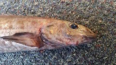 Lumpenella longirostris