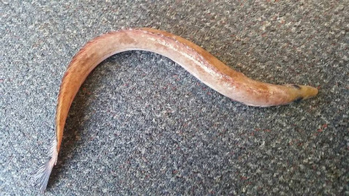 Longsnout prickleback (Lumpenella longirostris) — Stichaeidae — 2