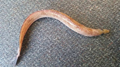 Lumpenella longirostris