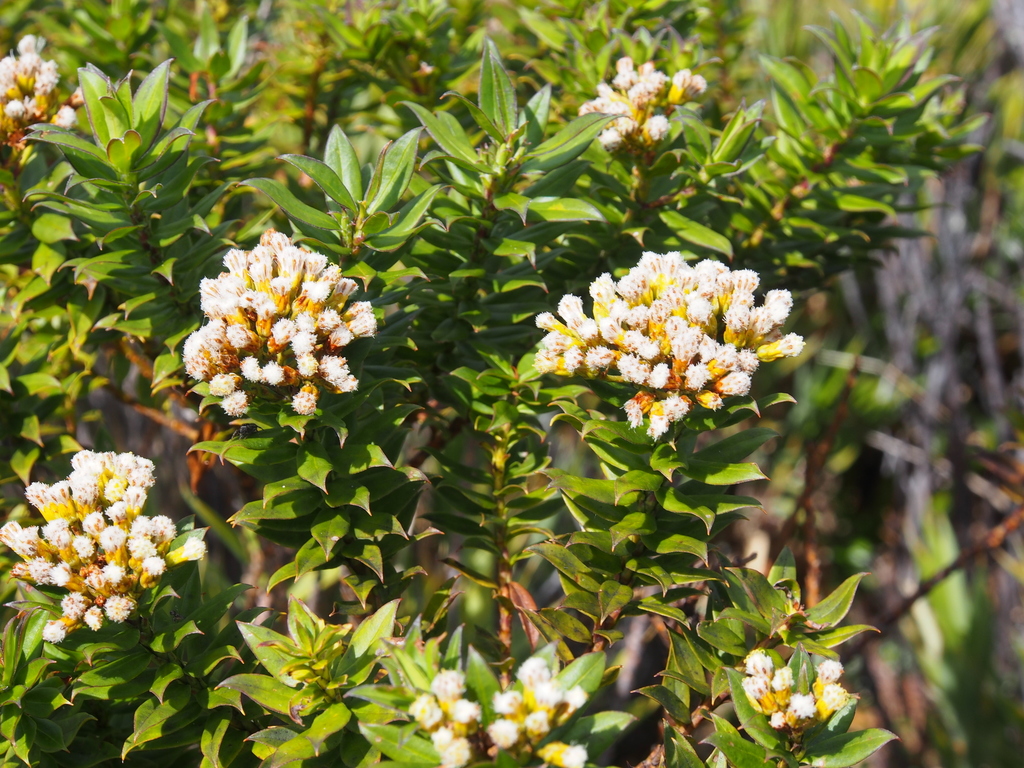 Monticalia firmipes