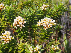 Monticalia firmipes image
