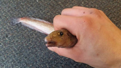 Lumpenella longirostris