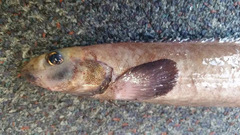 Lumpenella longirostris