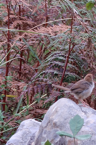 Rock-loving Cisticola (Cisticola aberrans), photo 6