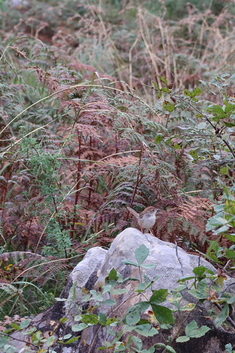 Rock-loving Cisticola (Cisticola aberrans), photo 5