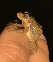 Pseudacris brachyphona