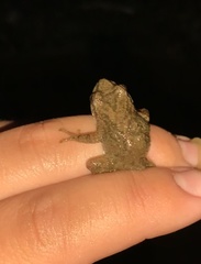 Pseudacris brachyphona