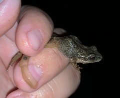 Pseudacris brachyphona