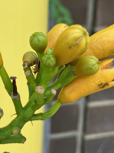 Rapid Plant Bug photo 4