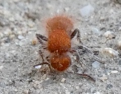 Sphaeropthalma unicolor