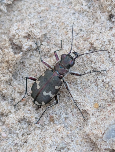 Northern Dune Tiger Beetle