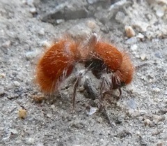 Sphaeropthalma unicolor