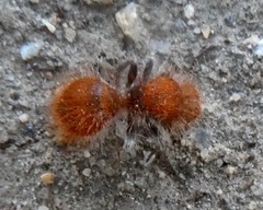 Sphaeropthalma unicolor