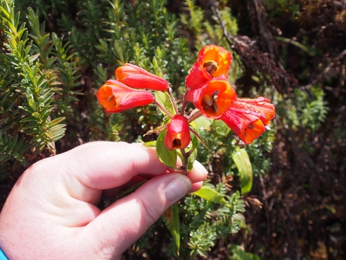 Image of Bomarea acutifolia by (c) Lena Struwe, some rights reserved (CC BY-SA)