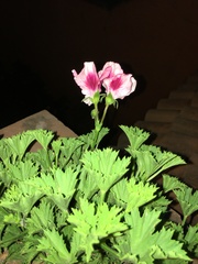 Pelargonium