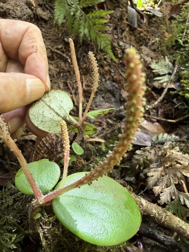 Peperomia latifolia observed 2026-05-05