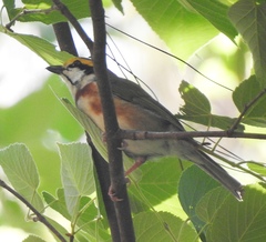 Vireolanius melitophrys