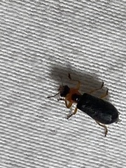 Placopterus thoracicus