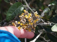 Buddleja nitida