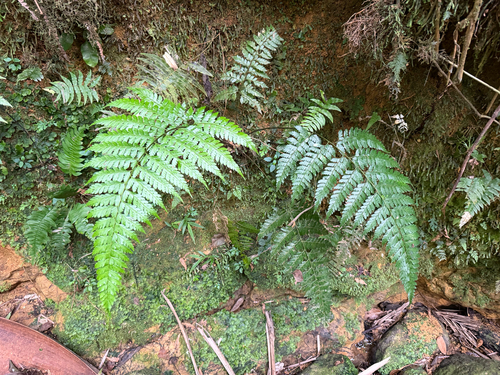 Saccoloma observed 2026-07-14