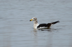 Larus atlanticus