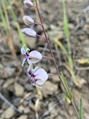Streptanthus glandulosus secundus