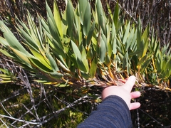 Chusquea subtessellata