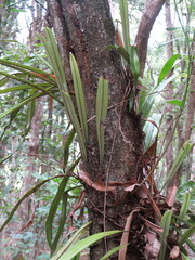 Pyrrosia longifolia