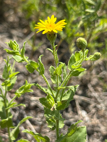 Camphorweed
