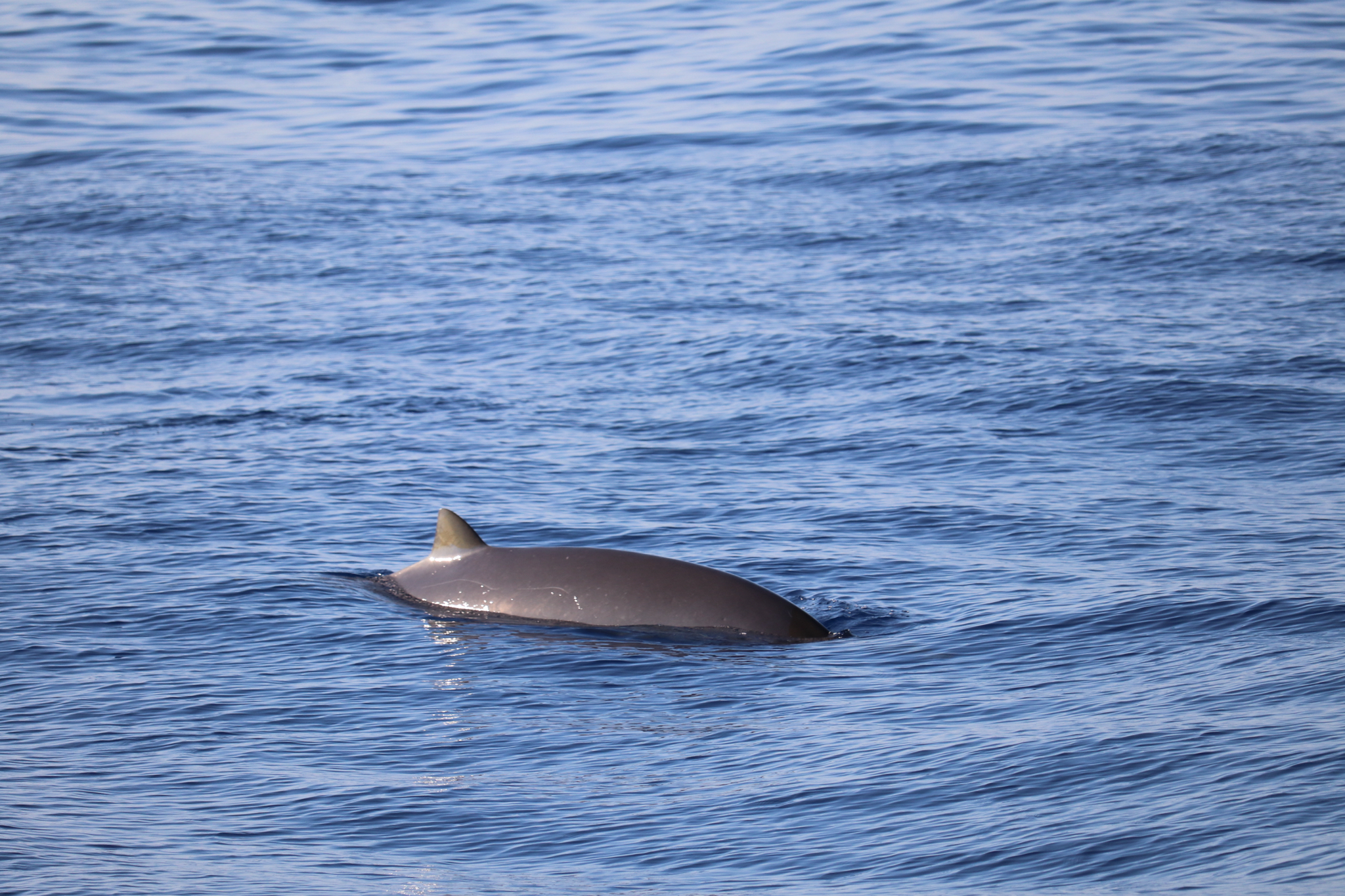 Mesoplodon densirostris