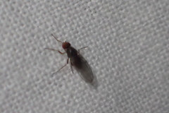 Acalyptratae