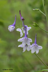 Delphinium carolinianum