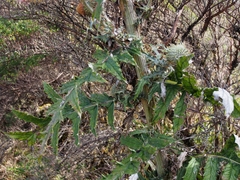 Cirsium subcoriaceum