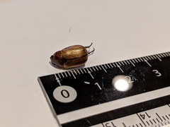 Callistethus marginatus