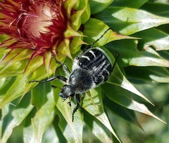 Trichiotinus texanus