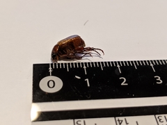 Callistethus marginatus