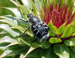 Trichiotinus texanus