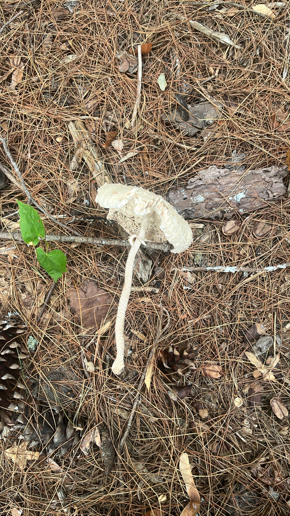 Macrolepiota macilenta · July 2026 · photo: Photo: (c) Nico Carl, some rights reserved (CC BY) · iNaturalist