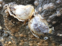 Crassostreinae