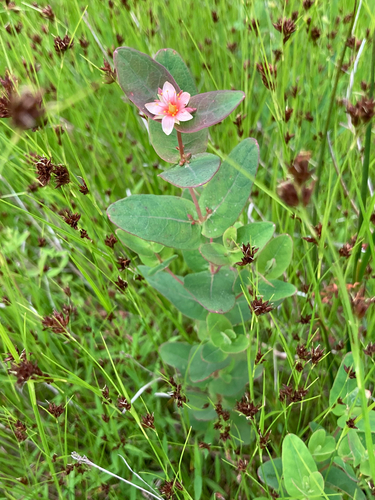 Virginia marsh St. Johnswort (Hypericum virginicum)